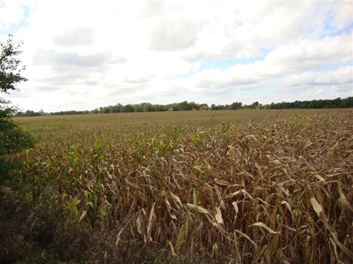 Property photo 1 - 71 Tillable Farmland Acres Offered in 1 Tract